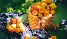 百果园爆料视频大全集最新